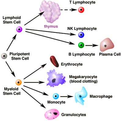 Αδρή απεικόνιση της διαφοροποίησης της αιμοκυτοβλάστης στα διάφορα έμμορφα στοιχεία του αίματος.