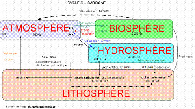 Image:Cycle carbone1.GIF