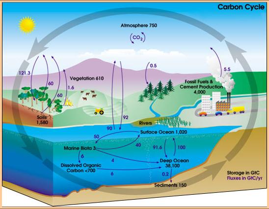 Immagine:Carbon cycle-cute diagram.jpeg