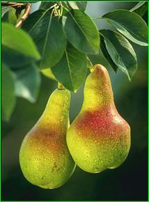 :Pears.jpg