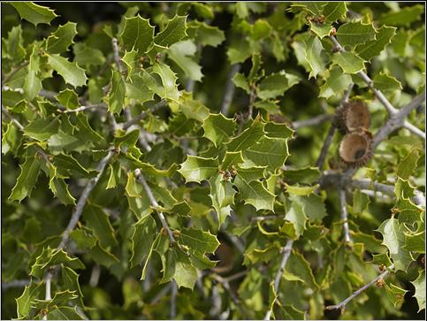 Bild:Quercus coccifera (leaves).jpg