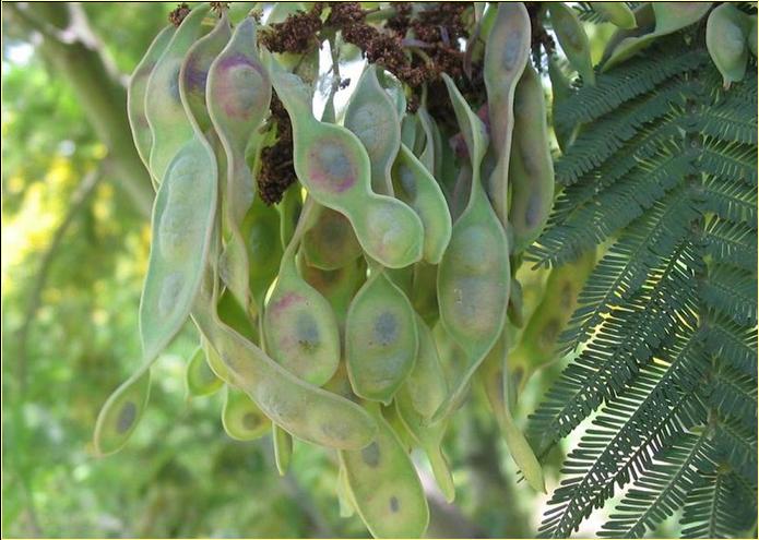 Bild:Acacia dealbata fruto.jpg