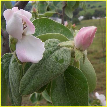 Image:Quince flowers.jpg