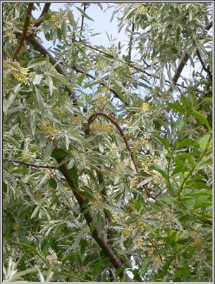 Bild:Elaeagnus angustifolia 20050608 860.jpg